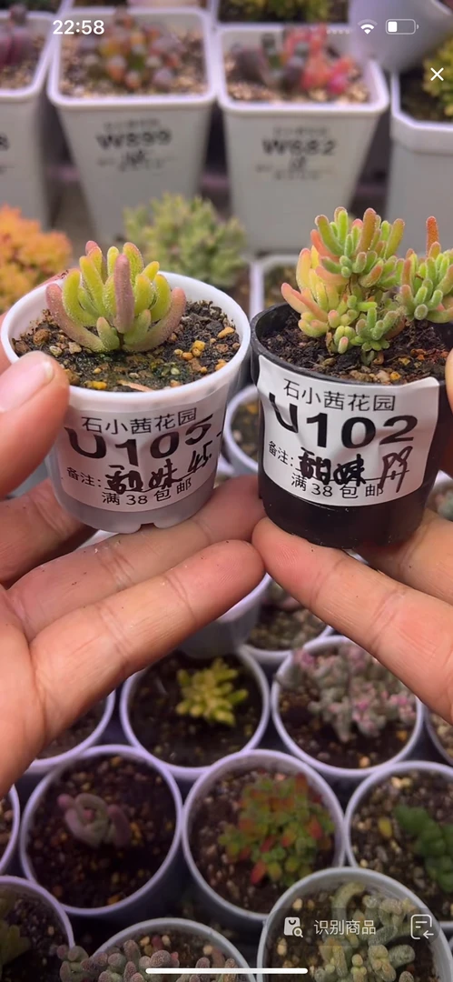 甜妹-钻石黄荧光兔锦-多肉植物枝干番杏