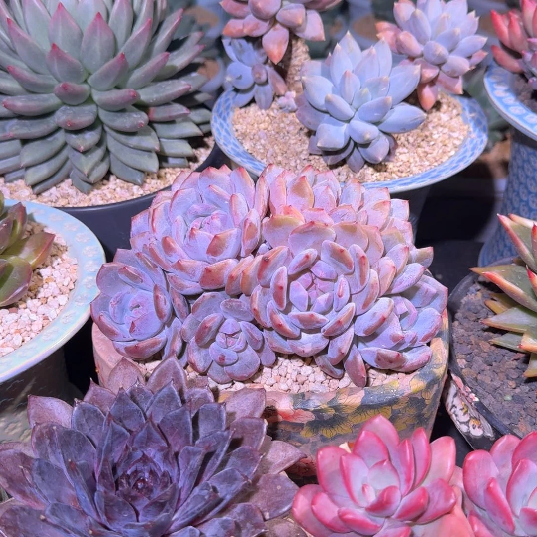 韩橙 群生 一物一拍