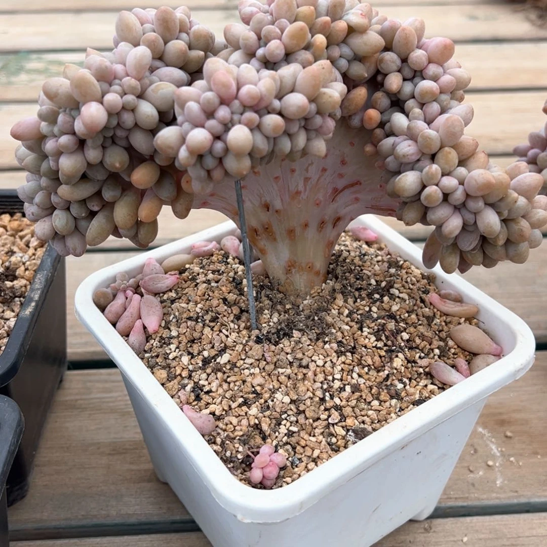 汤圆板子缀化多肉植物