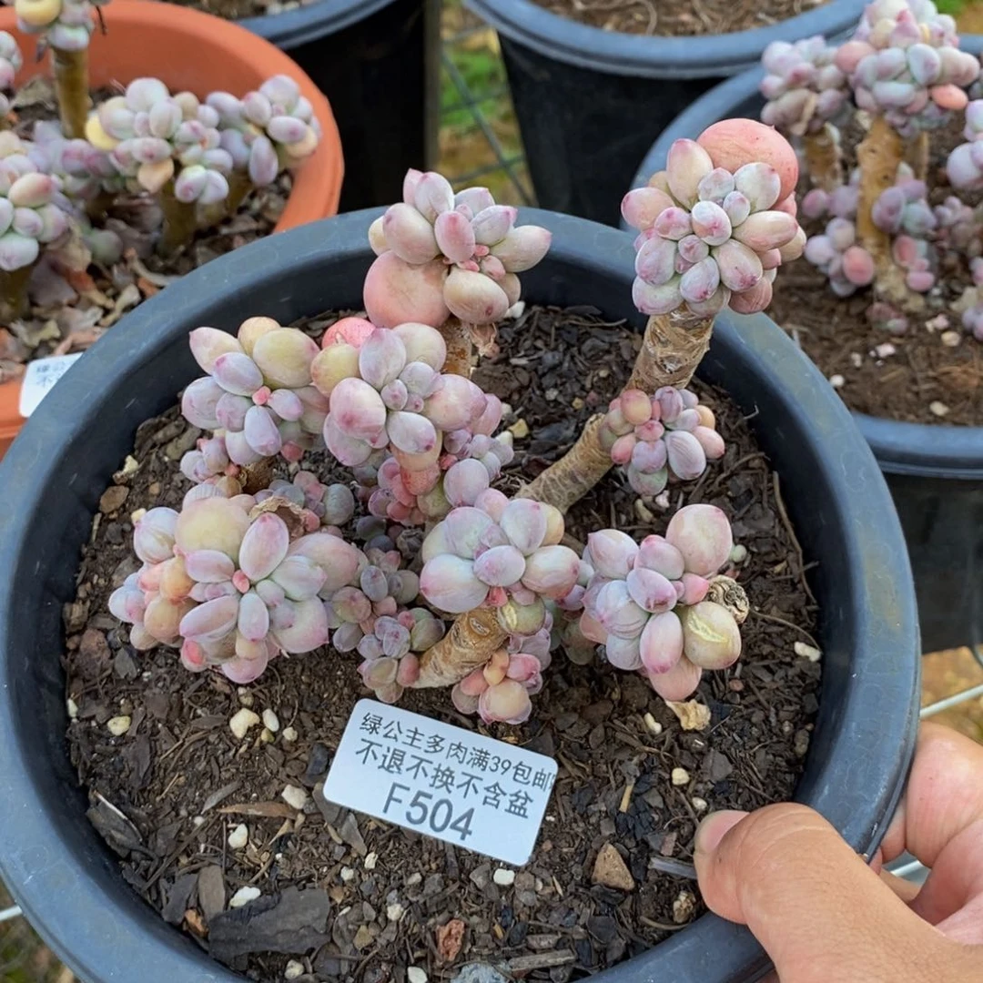 *️****504苹果奶四代多肉有断枝