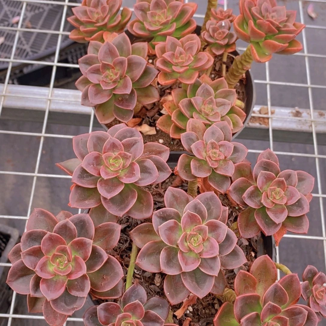 巧克力玫瑰多头群生两盆