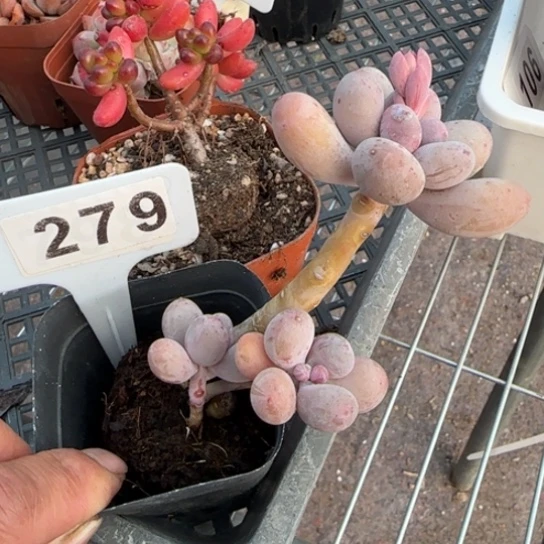 279橙雪球一物一拍多肉