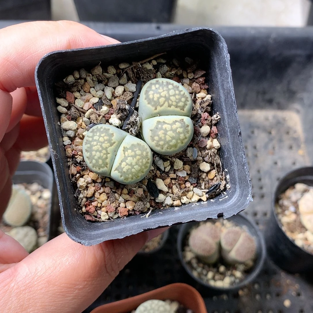 M315多肉植物保护