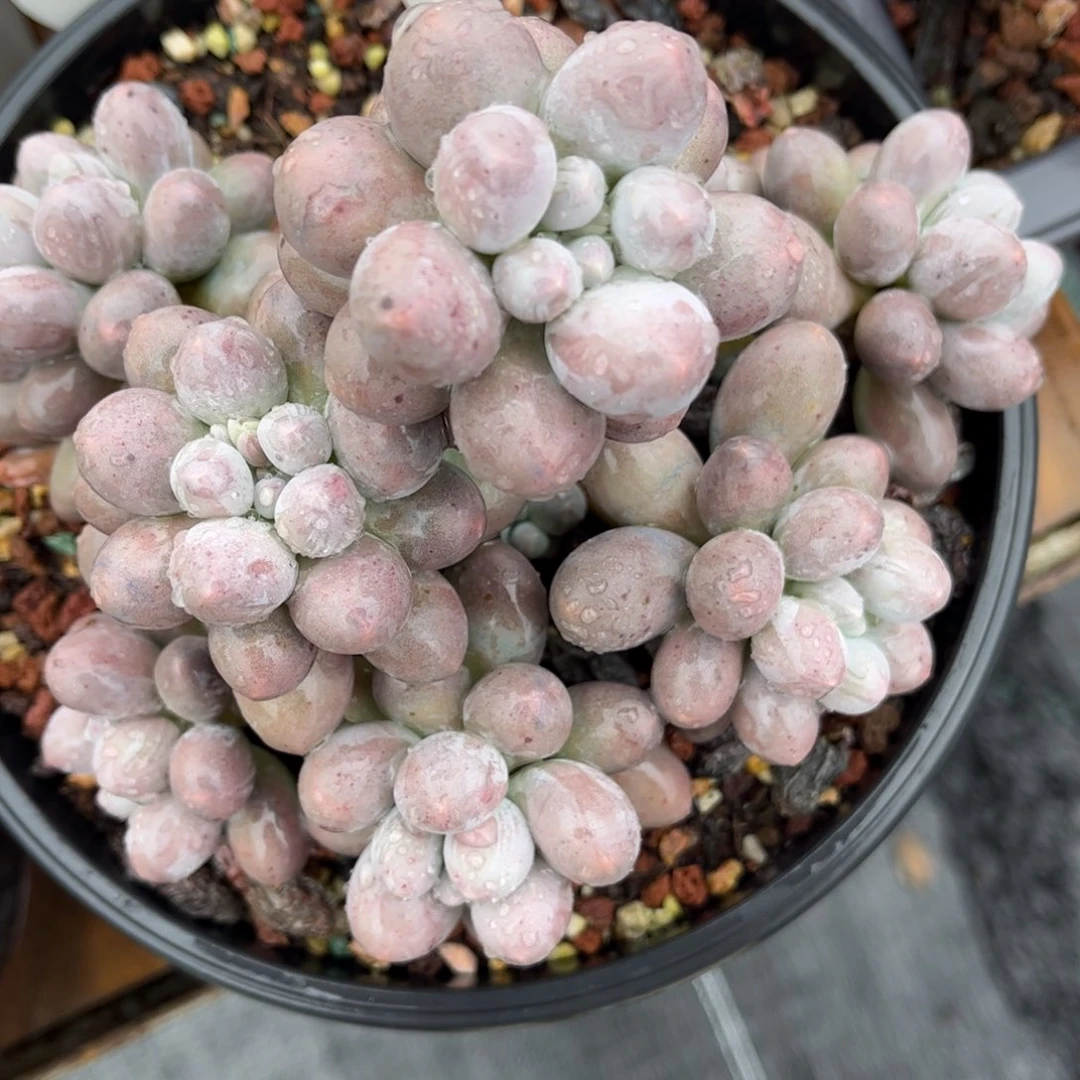 祈***多肉植物3483 一定要拍个冷链哦