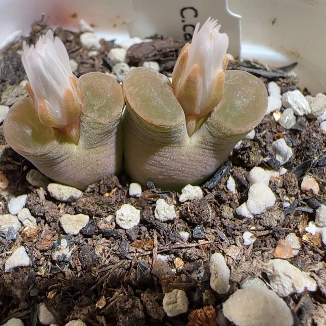 肉锥多肉植物组合-磁铁母本1616