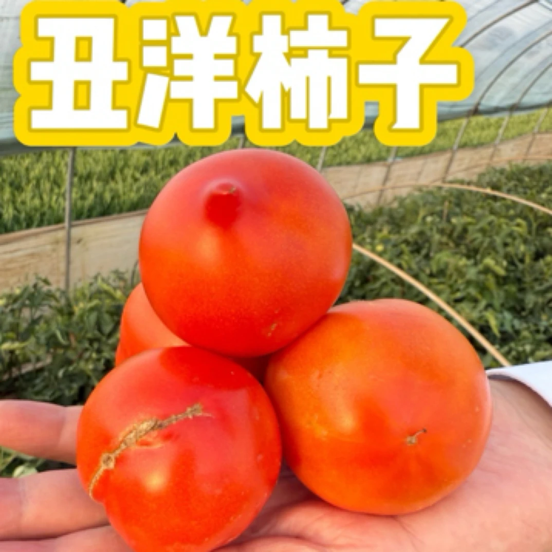 自然成熟老品种西红柿无催熟沙瓤多汁现采现发