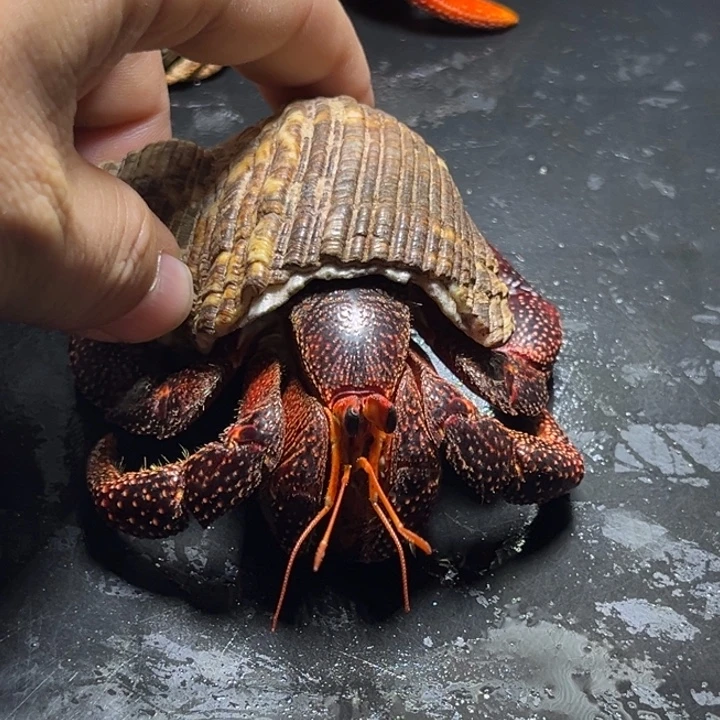 黑莓3.5口径需要拍加热包