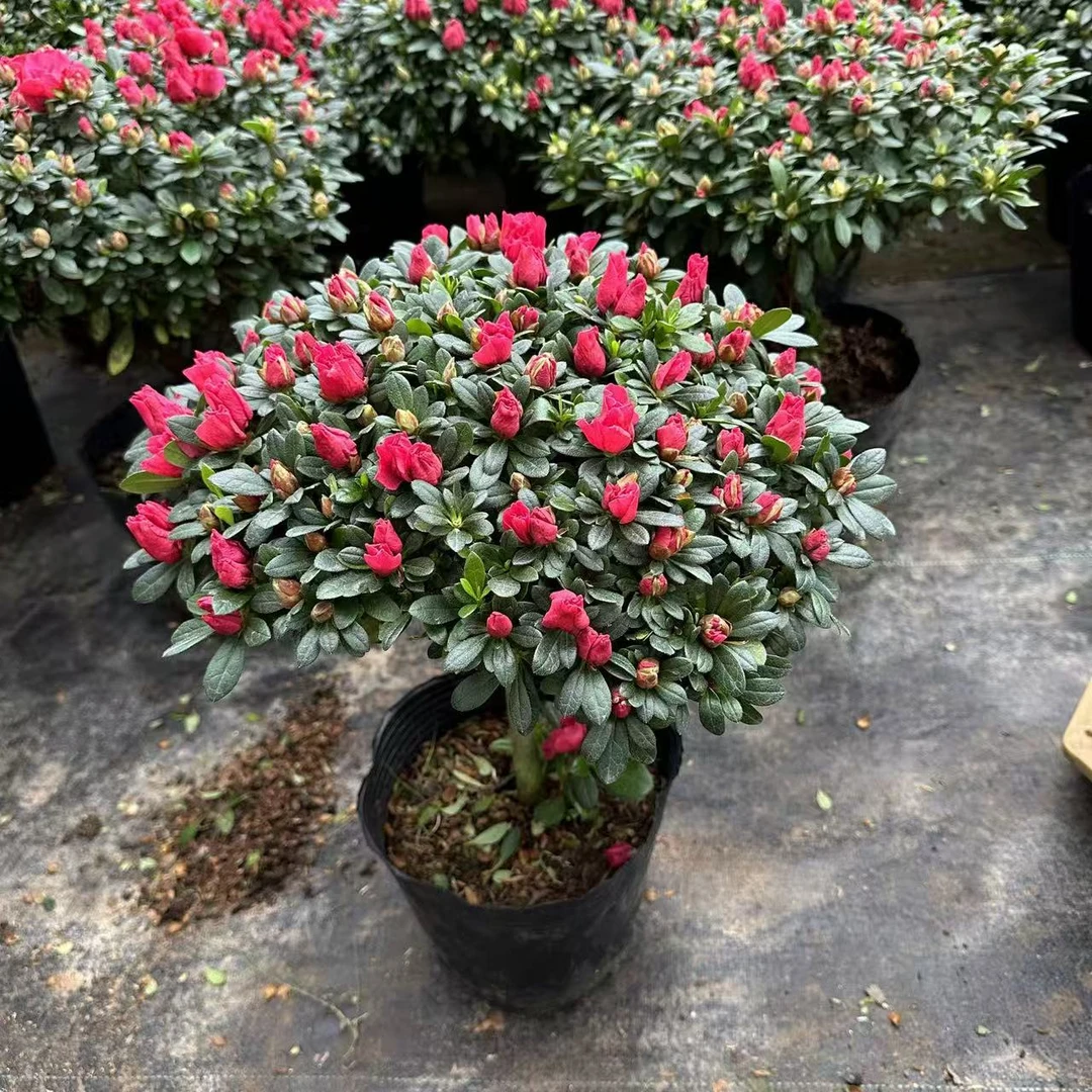杜鹃花盆栽花卉带花苞四季开花室内外好养活绿植