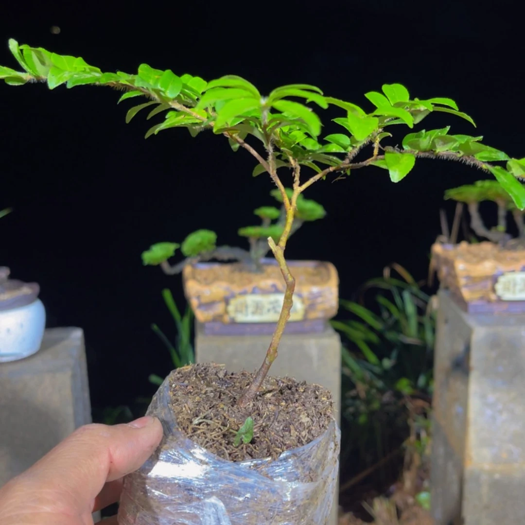 【闪购商品】完全开放大***8