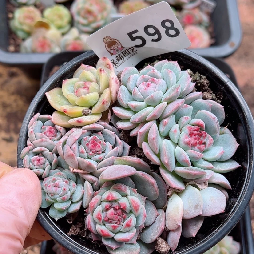 多肉植物多肉植物