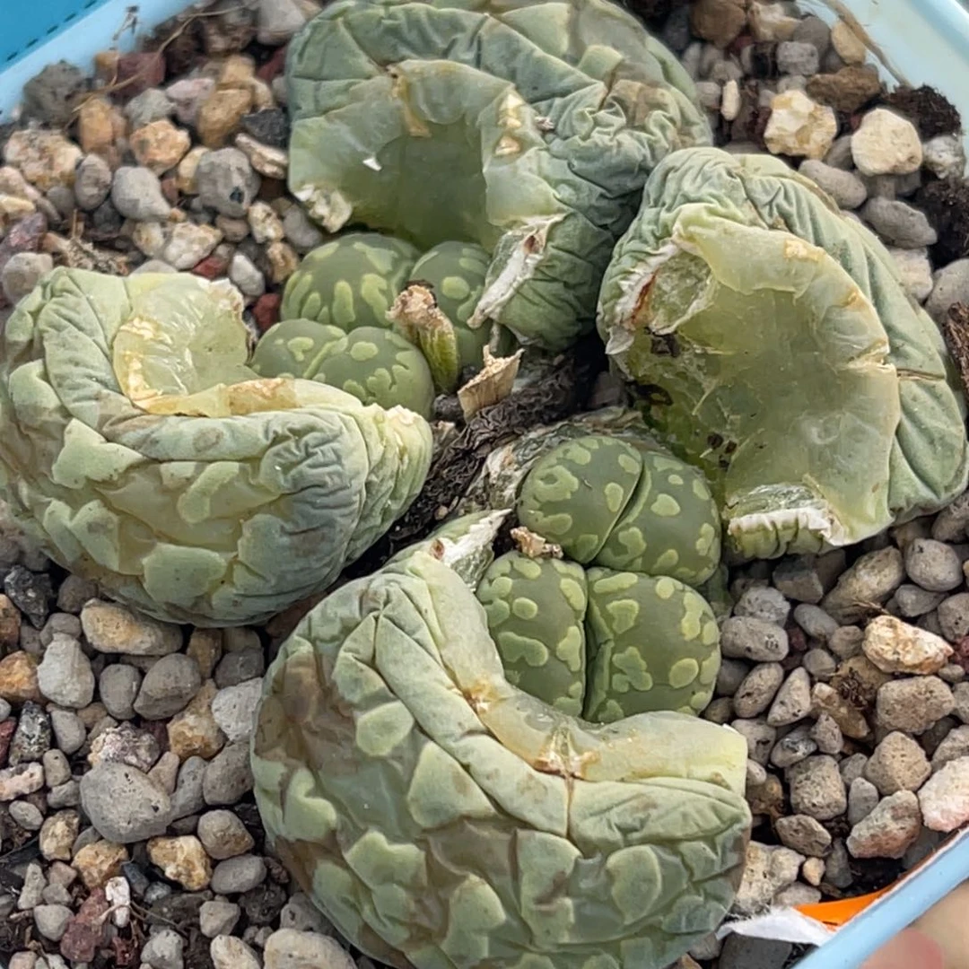 8481四头大牙群一颗