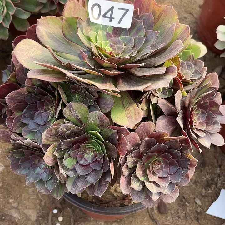 046花月夜多肉植物