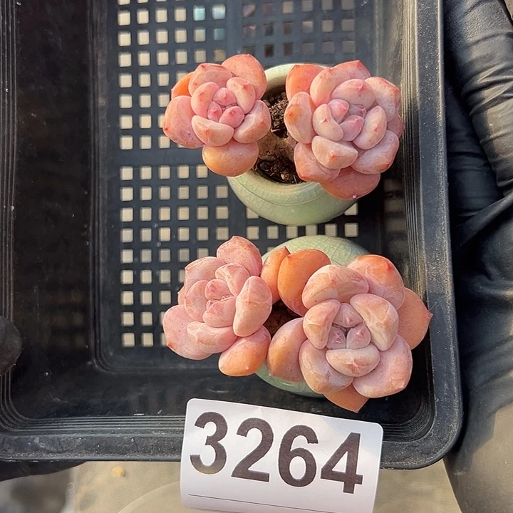 3264，俩个双头紫梦露带盆