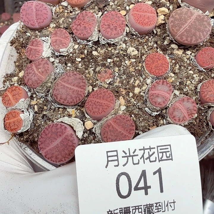 哈哈笑不出话就笑道041