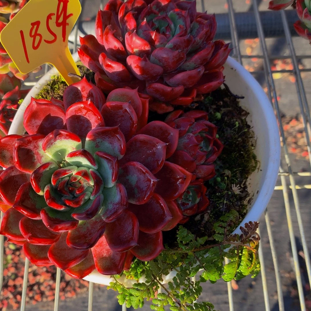 1854-12-26一物一拍