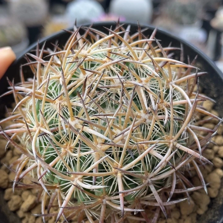 琥爪玉        实生根