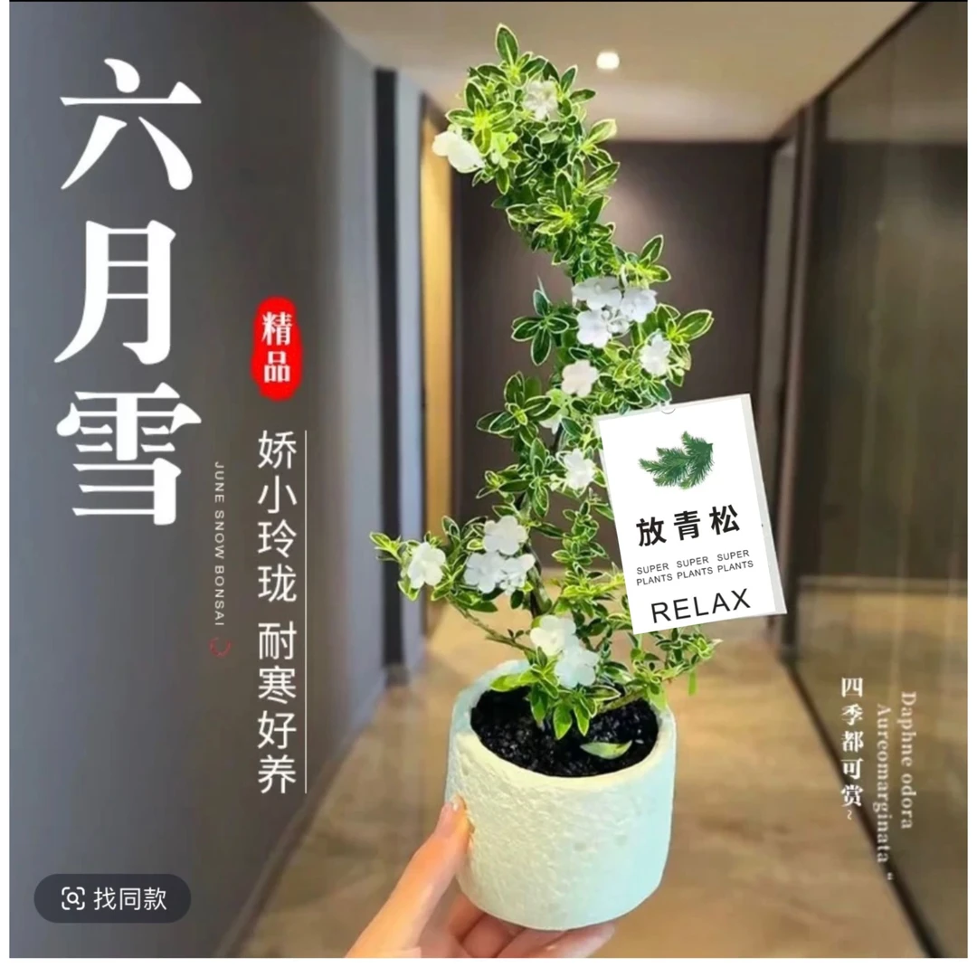 六月雪盆景悬崖白花茶桌禅意室内窗台小绿植物办公室茶几桌面盆栽