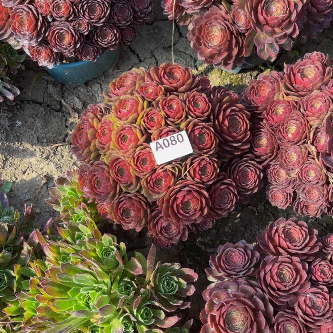 红魔法师朵朵5-45