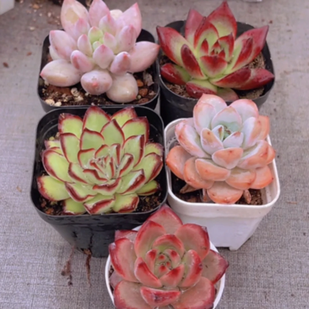 【满9.9包邮】超美大福利套餐5盆4-5cm带盆土多肉植物