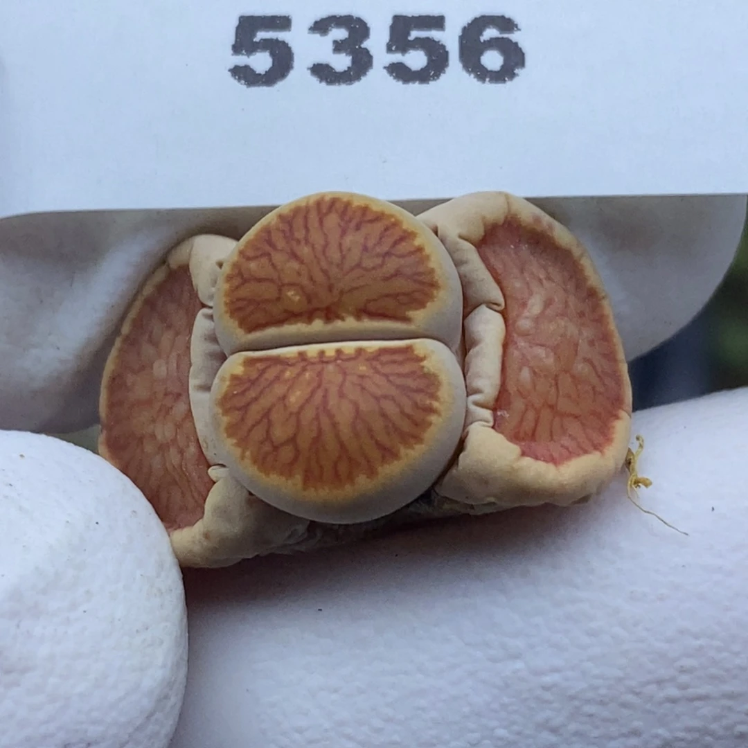 5356。18包邮.当天凑哦。新疆西藏88包邮