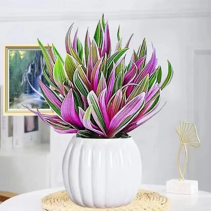 紫露兰盆栽室内绿植吊兰净化办公室空气甲醛植物客厅好养摆放花卉