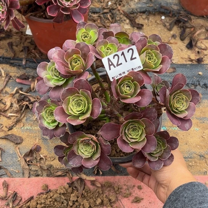 魅金多肉植物212.