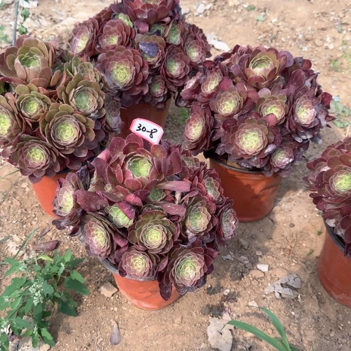 30-8万圣节小多肉植物亮牌6