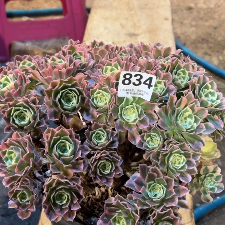 企***.834多肉植物、白凤