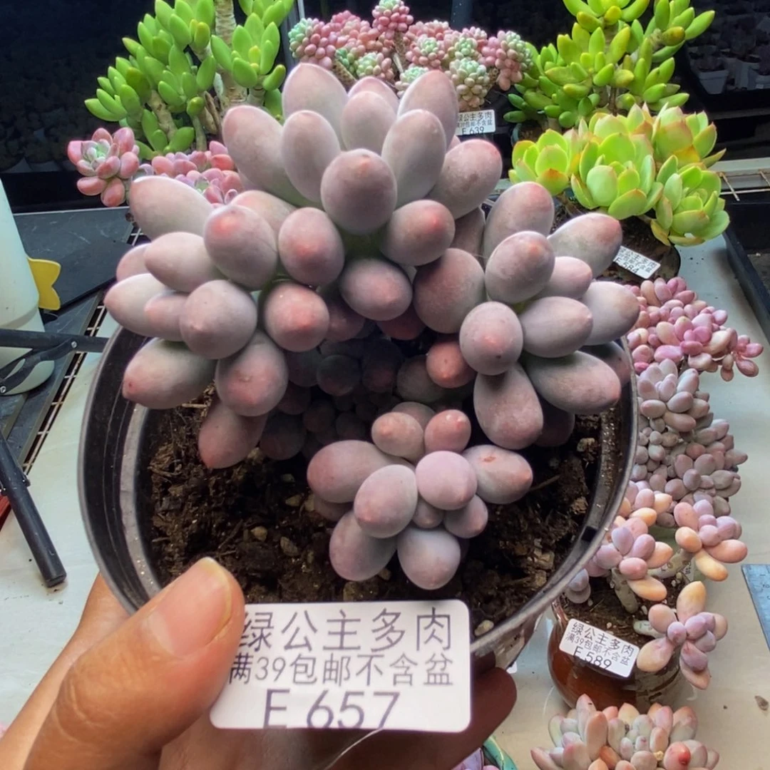 657丸叶汤圆多肉8c m