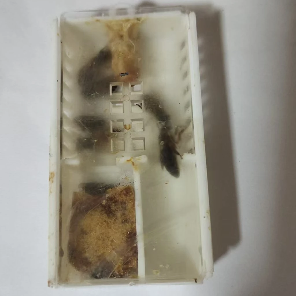 中蜂新开产王15天