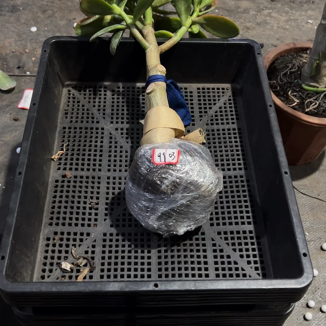 多***多稀有紫叶变异带土球9903