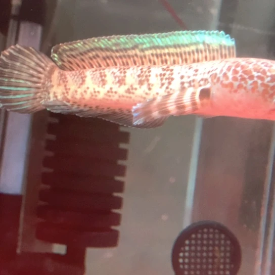 斗鱼1415cm黄金眼睛蛇雷龙