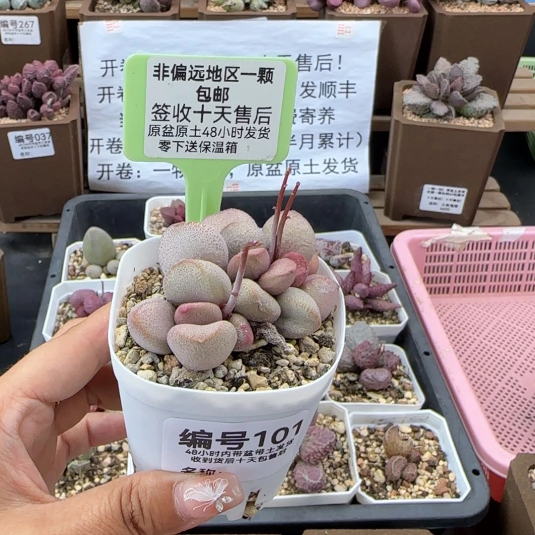 101甜心多肉植物