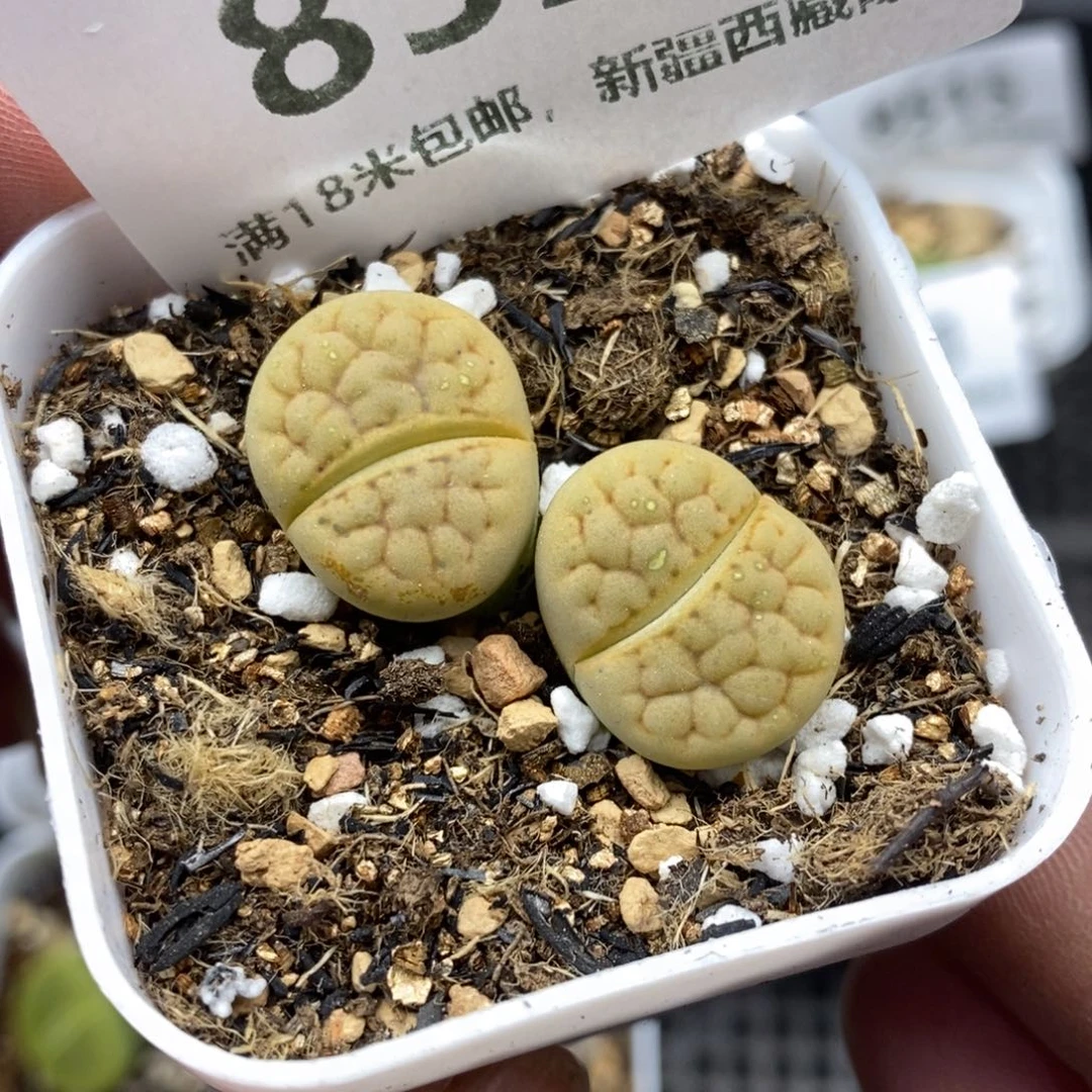 8526。