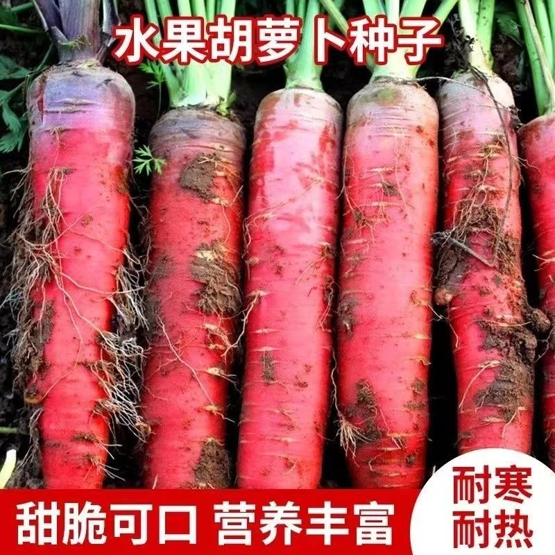 水果红胡萝卜种子四季红萝卜耐高温新鲜耐热进口胡萝卜籽凤梨罐装