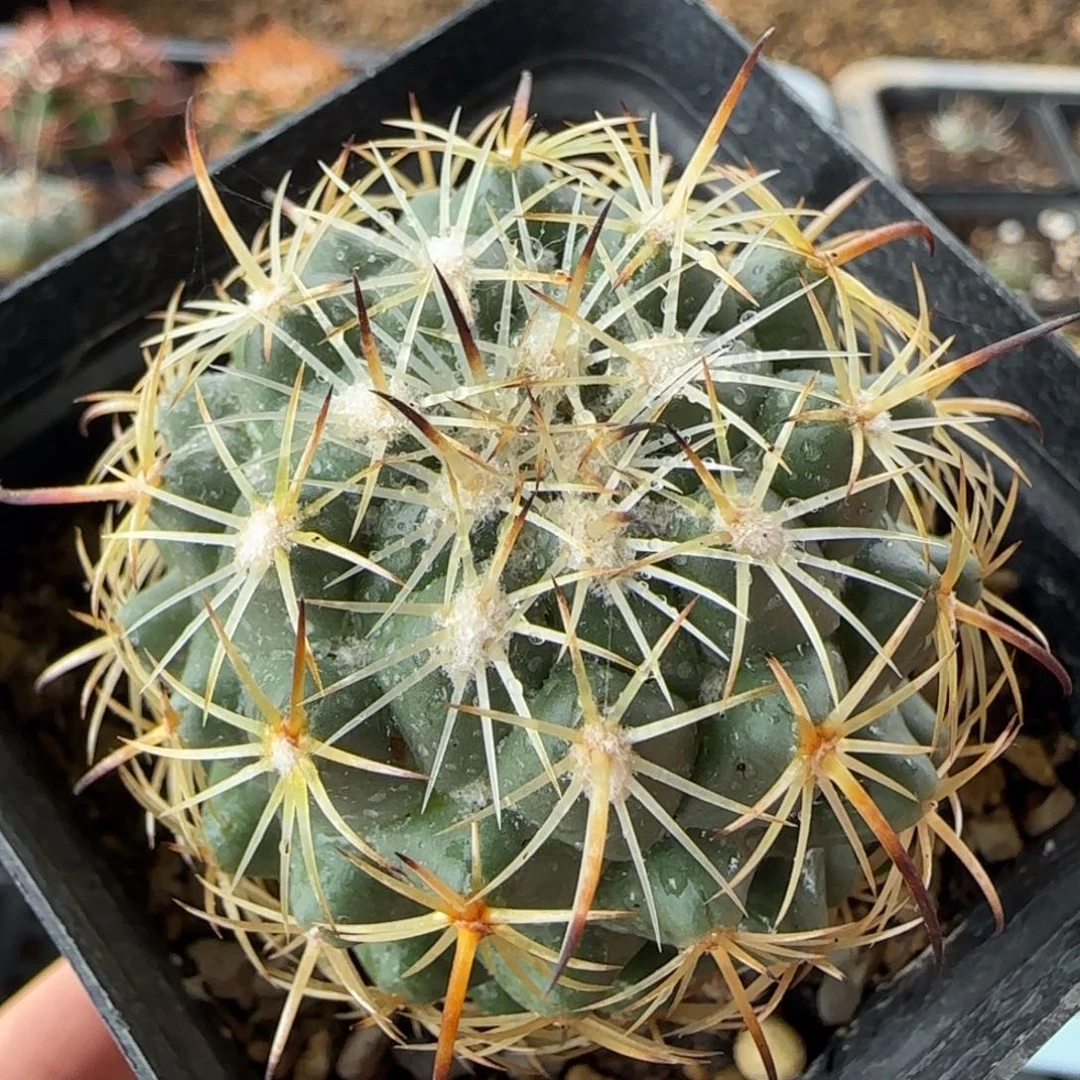 035实生顶花多肉4.3厘米