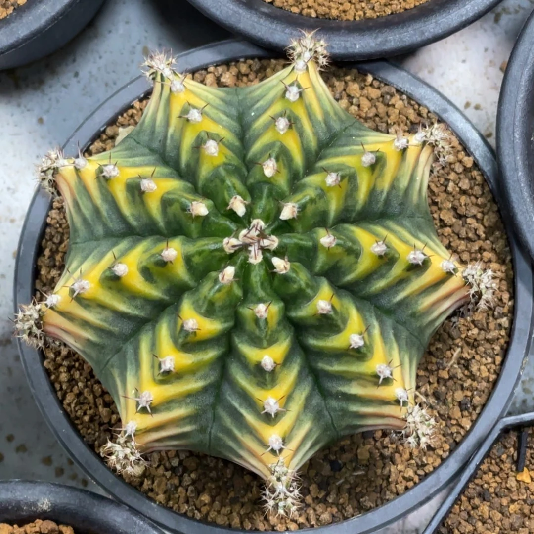 当前无花朵，栽培后可花朵浅绿规律黄V背锦