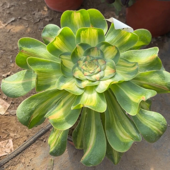 暴君多肉法师2091