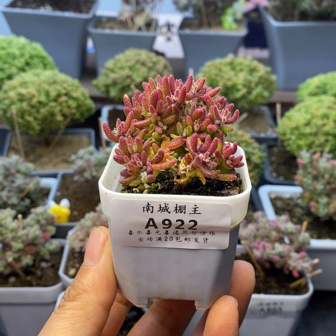 922红麒麟枝干番杏