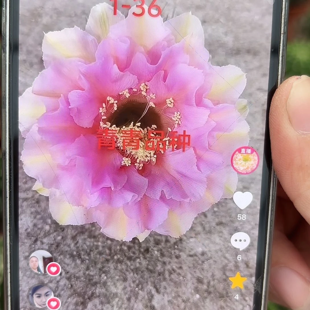 彩草1-36号8.5公分左右