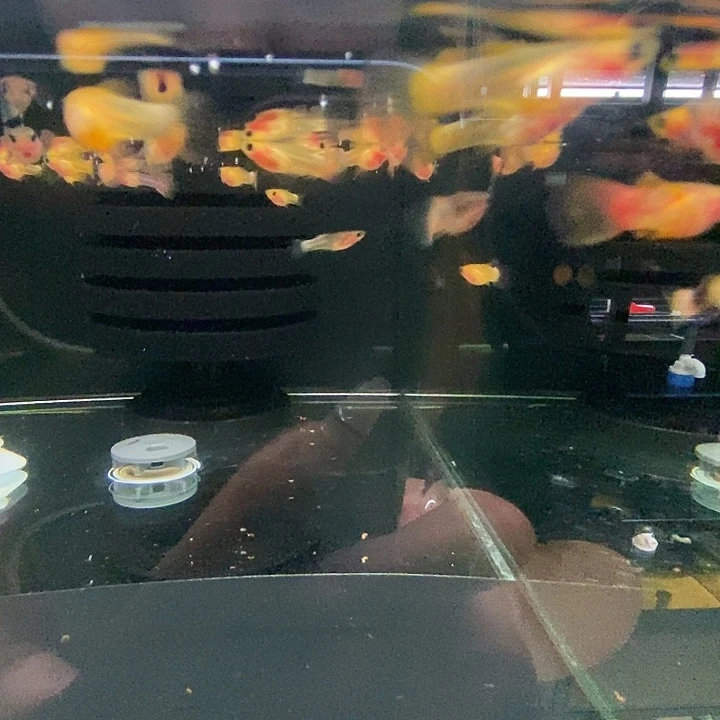孔雀鱼幻彩玻璃猫苗子10条