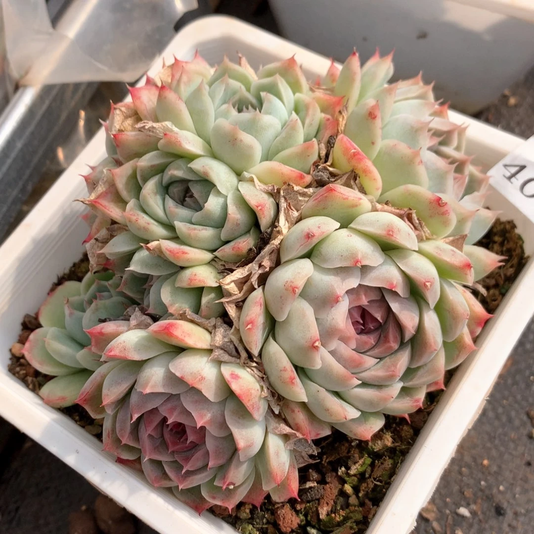 金*4076杂交多肉植物基地