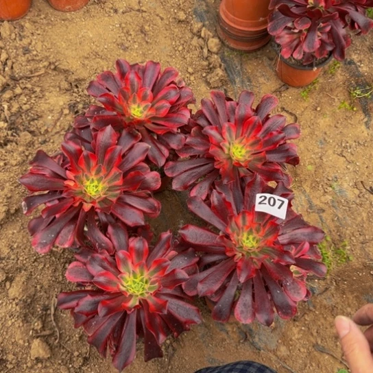 美杜莎5棵3号棚207