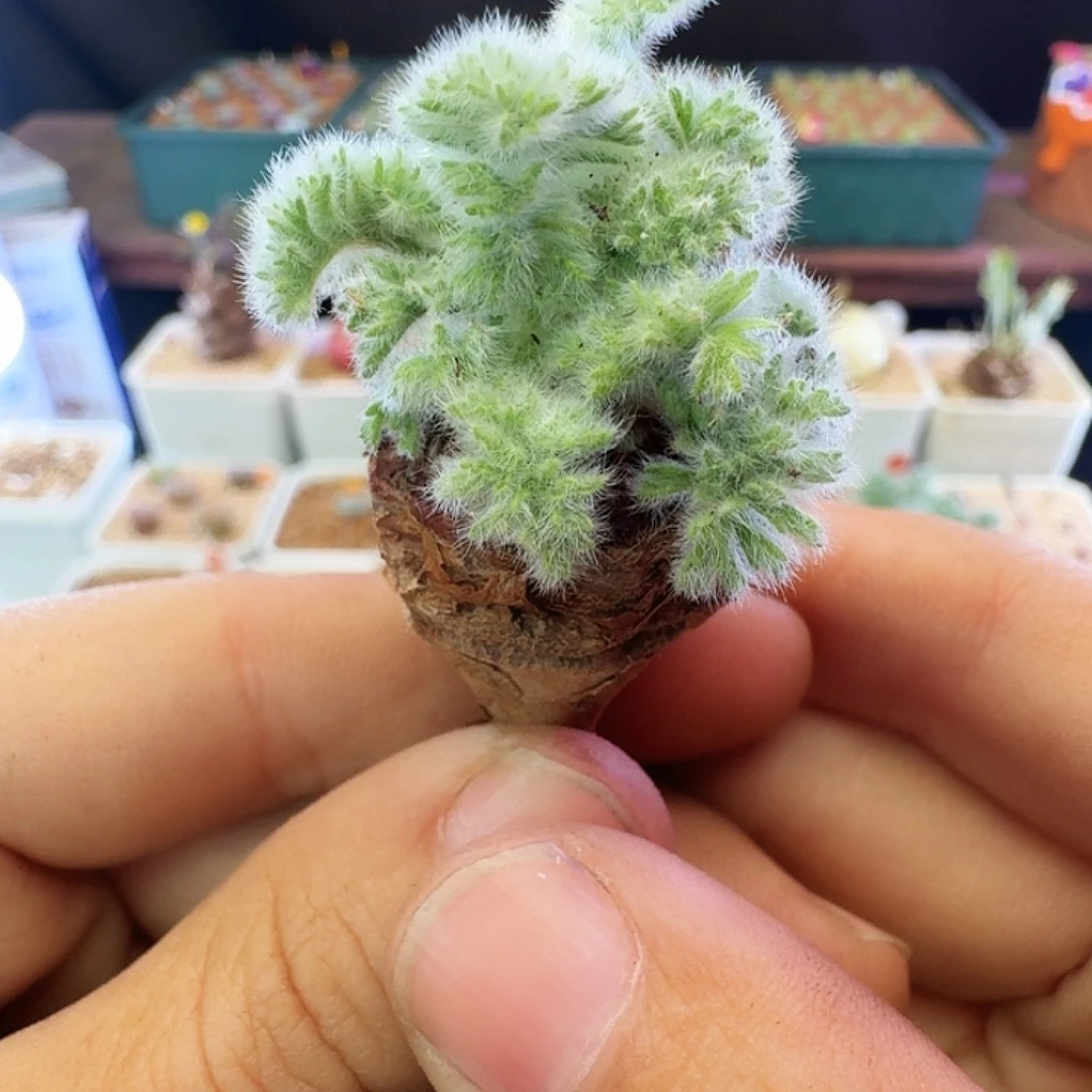 多肉植物福利羽叶洋葵199