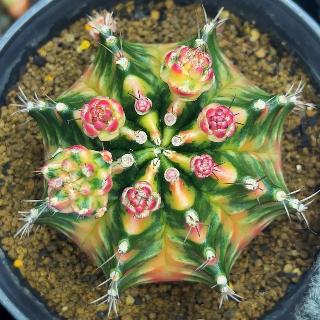 参赛球 繁花 一物一拍