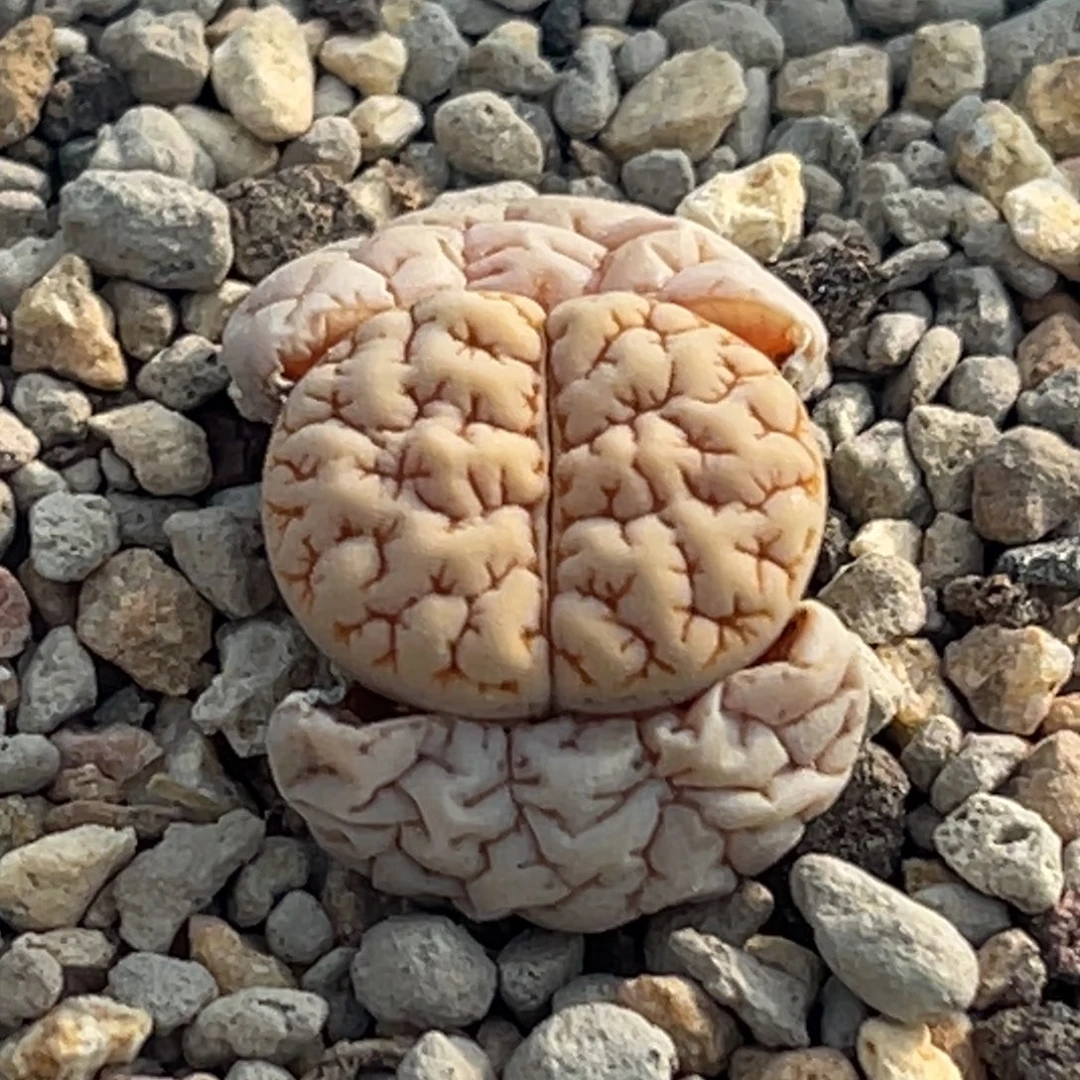 0104凹凸脑纹蛙哥189一颗