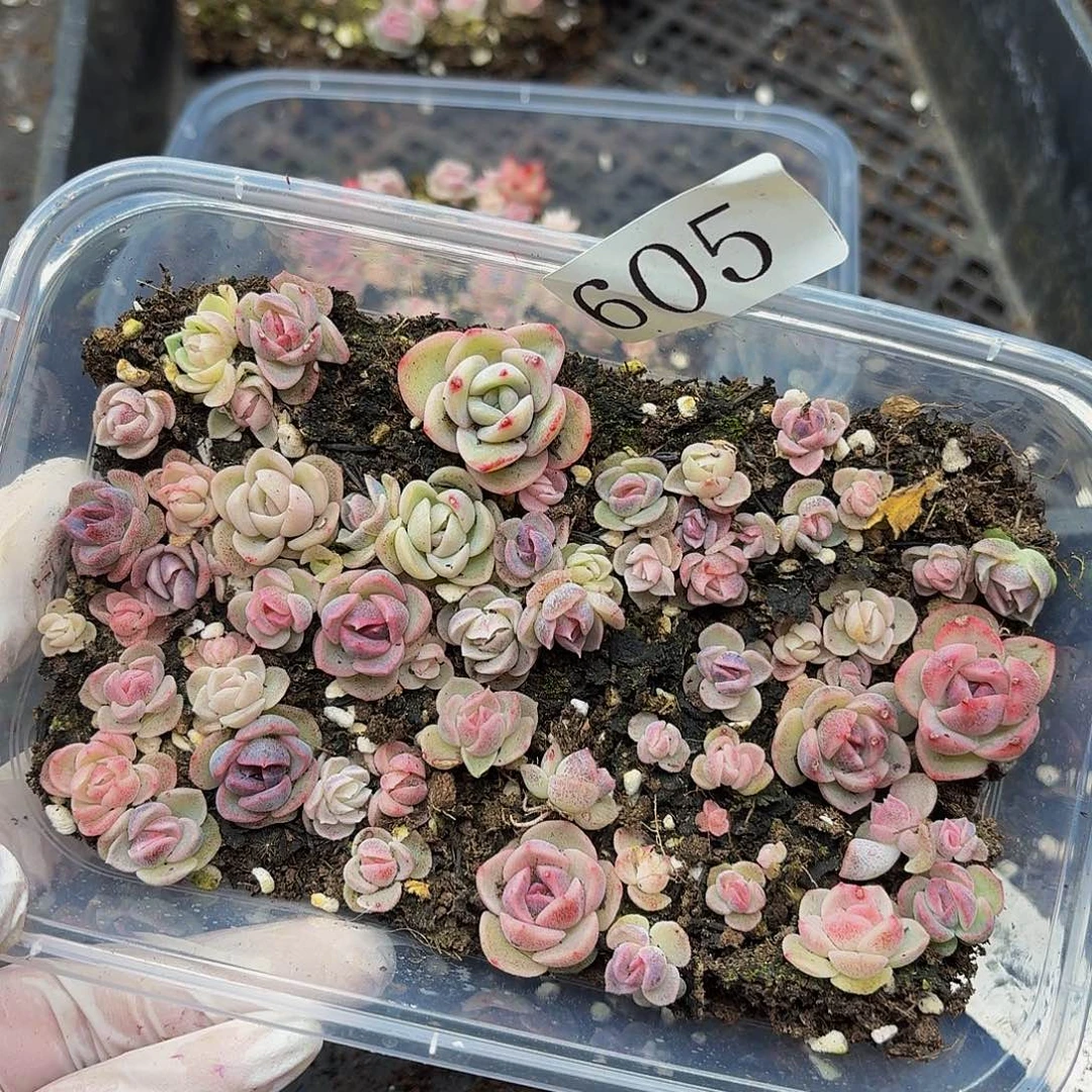 多肉植物多肉植物605