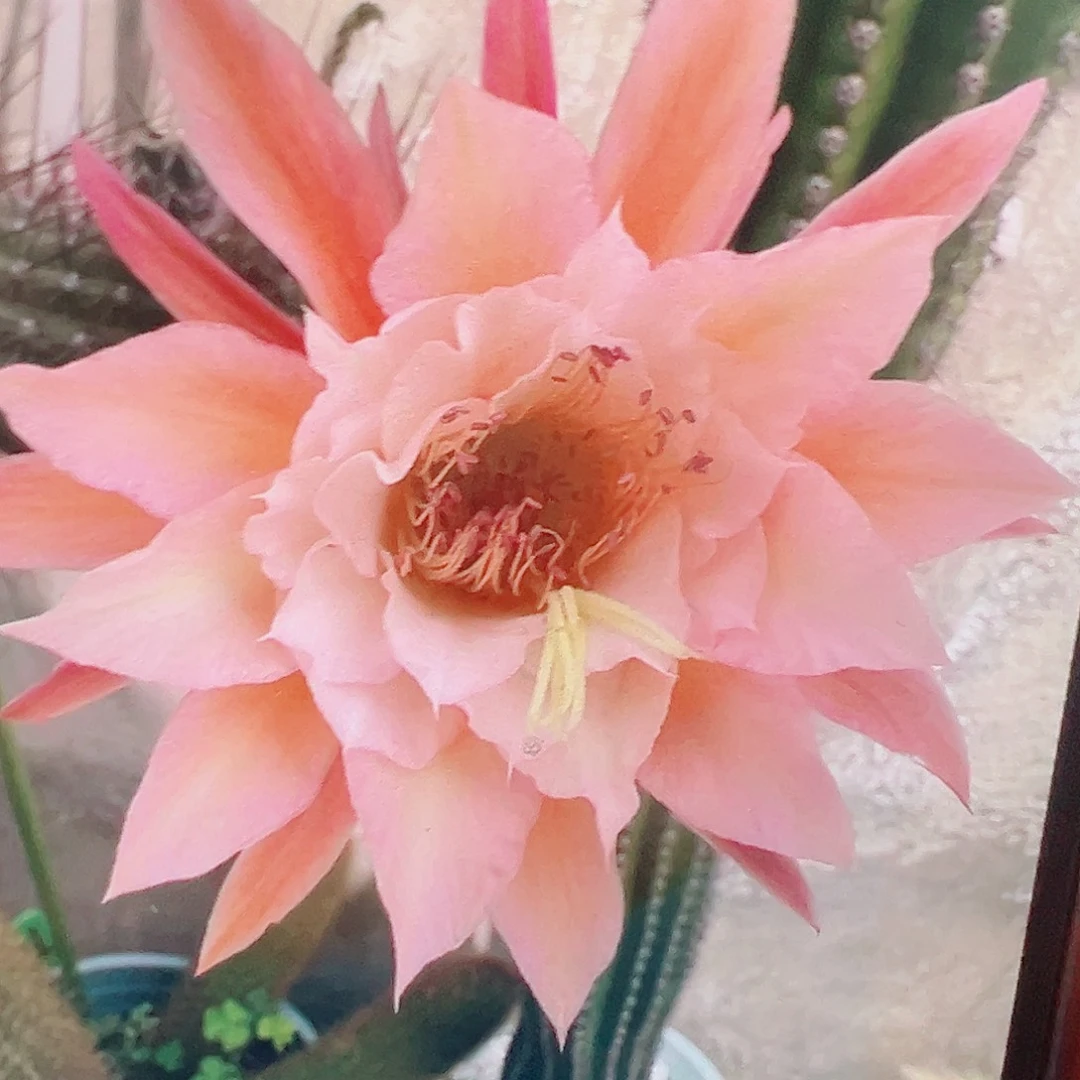 金妞 蝴蝶 侧芽 满20包邮
