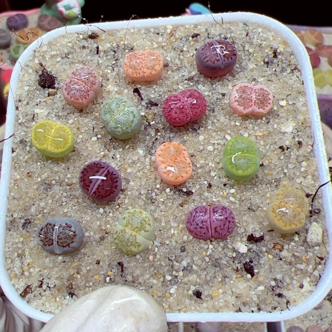 112 优秀的肉肉81