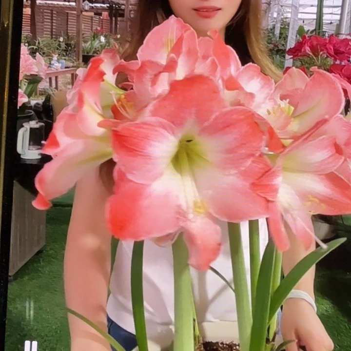 星王直径6.5+花苞断了不售后